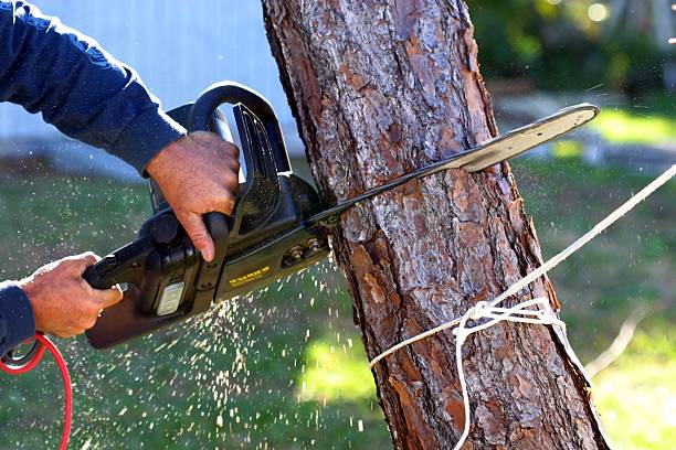 Tree and Shrub Care in Lower Lake, CA